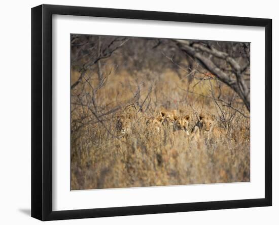 A Pride of Lionesses, Panthera Leo, Resting in Tall Grass under Trees at Sunrise-Alex Saberi-Framed Photographic Print