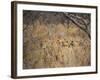 A Pride of Lionesses, Panthera Leo, Resting in Tall Grass under Trees at Sunrise-Alex Saberi-Framed Photographic Print