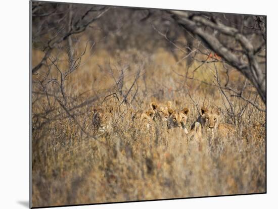 A Pride of Lionesses, Panthera Leo, Resting in Tall Grass under Trees at Sunrise-Alex Saberi-Mounted Photographic Print