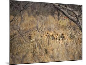 A Pride of Lionesses, Panthera Leo, Resting in Tall Grass under Trees at Sunrise-Alex Saberi-Mounted Photographic Print