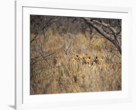 A Pride of Lionesses, Panthera Leo, Resting in Tall Grass under Trees at Sunrise-Alex Saberi-Framed Photographic Print