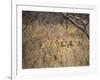 A Pride of Lionesses, Panthera Leo, Resting in Tall Grass under Trees at Sunrise-Alex Saberi-Framed Photographic Print