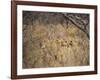 A Pride of Lionesses, Panthera Leo, Resting in Tall Grass under Trees at Sunrise-Alex Saberi-Framed Photographic Print