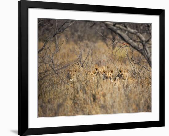 A Pride of Lionesses, Panthera Leo, Resting in Tall Grass under Trees at Sunrise-Alex Saberi-Framed Photographic Print