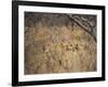 A Pride of Lionesses, Panthera Leo, Resting in Tall Grass under Trees at Sunrise-Alex Saberi-Framed Photographic Print