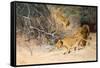 A Pride of Lions on the Prowl (Oil on Canvas)-Wilhelm Kuhnert-Framed Stretched Canvas