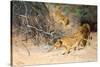 A Pride of Lions on the Prowl (Oil on Canvas)-Wilhelm Kuhnert-Stretched Canvas