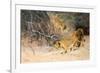A Pride of Lions on the Prowl (Oil on Canvas)-Wilhelm Kuhnert-Framed Giclee Print