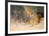 A Pride of Lions on the Prowl (Oil on Canvas)-Wilhelm Kuhnert-Framed Giclee Print