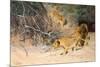 A Pride of Lions on the Prowl (Oil on Canvas)-Wilhelm Kuhnert-Mounted Giclee Print