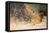 A Pride of Lions on the Prowl (Oil on Canvas)-Wilhelm Kuhnert-Framed Stretched Canvas