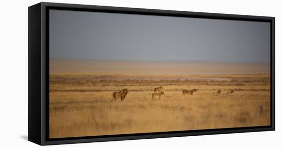 A Pride of Lions, Panthera Leo, Look Out over the Open Savanna-Alex Saberi-Framed Stretched Canvas