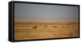 A Pride of Lions, Panthera Leo, Look Out over the Open Savanna-Alex Saberi-Framed Stretched Canvas