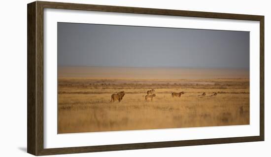 A Pride of Lions, Panthera Leo, Look Out over the Open Savanna-Alex Saberi-Framed Photographic Print