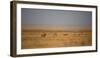 A Pride of Lions, Panthera Leo, Look Out over the Open Savanna-Alex Saberi-Framed Photographic Print