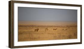 A Pride of Lions, Panthera Leo, Look Out over the Open Savanna-Alex Saberi-Framed Photographic Print