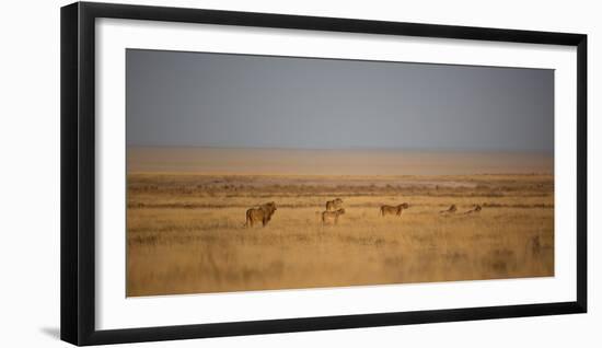 A Pride of Lions, Panthera Leo, Look Out over the Open Savanna-Alex Saberi-Framed Photographic Print