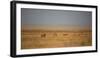 A Pride of Lions, Panthera Leo, Look Out over the Open Savanna-Alex Saberi-Framed Photographic Print