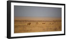 A Pride of Lions, Panthera Leo, Look Out over the Open Savanna-Alex Saberi-Framed Photographic Print