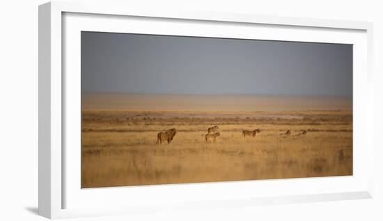 A Pride of Lions, Panthera Leo, Look Out over the Open Savanna-Alex Saberi-Framed Photographic Print