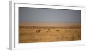 A Pride of Lions, Panthera Leo, Look Out over the Open Savanna-Alex Saberi-Framed Photographic Print