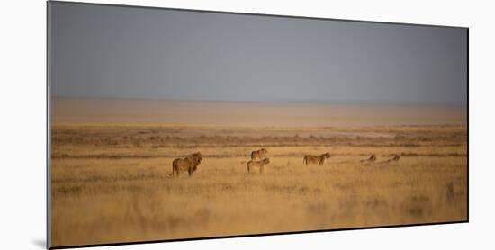 A Pride of Lions, Panthera Leo, Look Out over the Open Savanna-Alex Saberi-Mounted Photographic Print