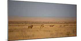 A Pride of Lions, Panthera Leo, Look Out over the Open Savanna-Alex Saberi-Mounted Photographic Print