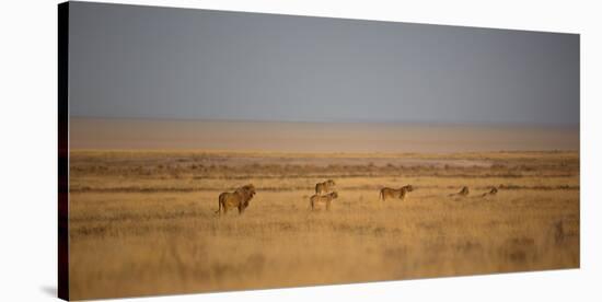 A Pride of Lions, Panthera Leo, Look Out over the Open Savanna-Alex Saberi-Stretched Canvas