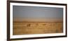 A Pride of Lions, Panthera Leo, Look Out over the Open Savanna-Alex Saberi-Framed Photographic Print