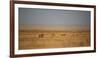 A Pride of Lions, Panthera Leo, Look Out over the Open Savanna-Alex Saberi-Framed Photographic Print