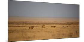 A Pride of Lions, Panthera Leo, Look Out over the Open Savanna-Alex Saberi-Mounted Photographic Print