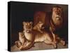 A Pride of Lions-Edward S. Curtis-Stretched Canvas