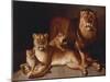 A Pride of Lions-Edward S. Curtis-Mounted Giclee Print