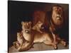 A Pride of Lions-Edward S. Curtis-Stretched Canvas