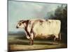 A Prize Bull, 1839-William Henry Davis-Mounted Giclee Print