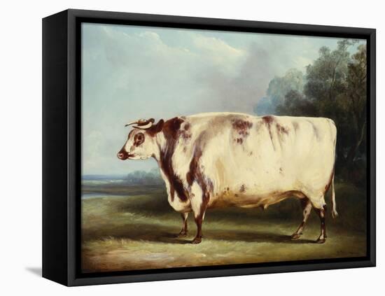 A Prize Bull, 1839-William Henry Davis-Framed Stretched Canvas