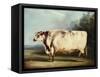 A Prize Bull, 1839-William Henry Davis-Framed Stretched Canvas