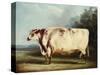 A Prize Bull, 1839-William Henry Davis-Stretched Canvas