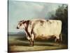 A Prize Bull, 1839-William Henry Davis-Stretched Canvas