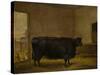 A Prize Bull, A Fat Kerry Cow, 1819-Thomas Weaver-Stretched Canvas