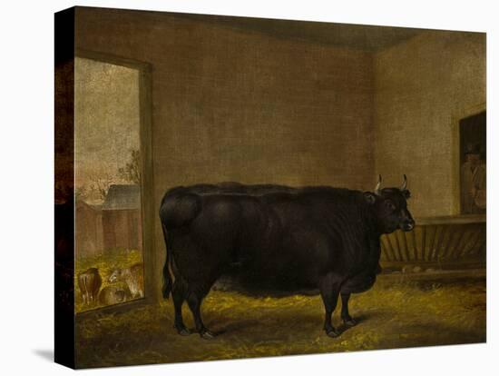 A Prize Bull, A Fat Kerry Cow, 1819-Thomas Weaver-Stretched Canvas