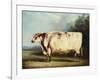 A Prize Bull-William Henry Davis-Framed Giclee Print