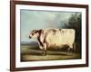 A Prize Bull-William Henry Davis-Framed Giclee Print