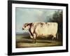 A Prize Bull-William Henry Davis-Framed Giclee Print