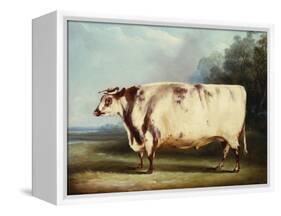 A Prize Bull-William Henry Davis-Framed Stretched Canvas