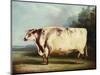 A Prize Bull-William Henry Davis-Mounted Premium Giclee Print