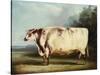 A Prize Bull-William Henry Davis-Stretched Canvas