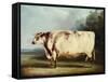 A Prize Bull-William Henry Davis-Framed Stretched Canvas