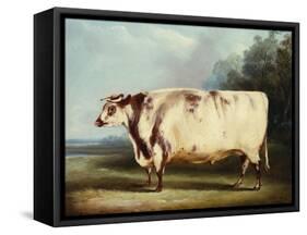A Prize Bull-William Henry Davis-Framed Stretched Canvas