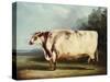 A Prize Bull-William Henry Davis-Stretched Canvas